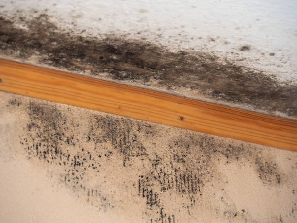 Best Mold Documentation for Insurance Claims  in East Los Angeles, CA